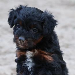 Mary Lou - Red phantom female Aussiedoodle puppy in Central Islip, New York from Fifth Avenue Australian Shepherds