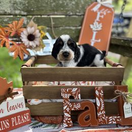 Tucker - Black white and tan English Springer Spaniel puppy in Williston, Florida from Bizzy Farms English Springer Spaniels