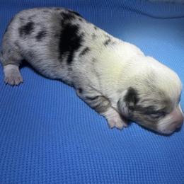 Amarillo - Blue merle and white male American Corgi puppy in Nortonville, Kansas from Low Riders Corgis & Mini Aussies