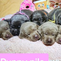 Dilute Retrievers from Longoria's Labrador Retrievers
