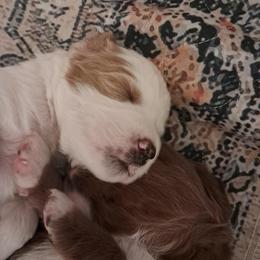 Girl 3 - female Golden Mountain Doodle puppy in Northumberland, Pennsylvania from Light and Life Doodles