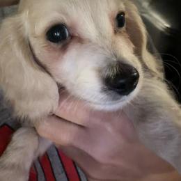 Dachshund Puppies from Libby’s Legacy Doxies LLC