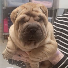 Blue collar girl - Fawn female Chinese Shar-Pei puppy in Wellington, Ohio from Shine Shar-Pei