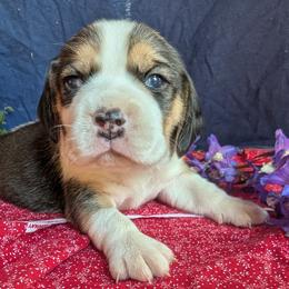 Betsy - Black tan and white female Beagle puppy in Colville, Washington from Rosehaven Homestead