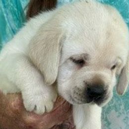 Labrador Retriever Puppies from Tru-Heart Labradors