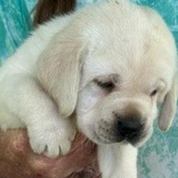 Labrador Retriever Puppies from Tru-Heart Labradors