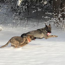 German Shepherd Puppies from Vom Kiefernhaus
