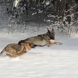 German Shepherd Puppies from Vom Kiefernhaus