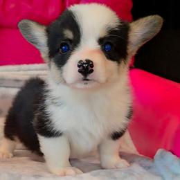 Jack - Black and tan male Pembroke Welsh Corgi puppy in New Hampshire from Muddy Paws Corgis