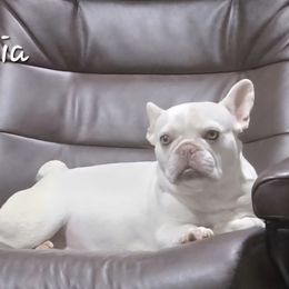 Asia - French Bulldog