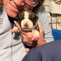 Olive Oyl - Black brindle female American Staffordshire Terrier puppy in Marietta, Georgia from Ambition Amstaffs