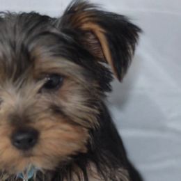Yorkshire Terriers from PaWfectionBesties