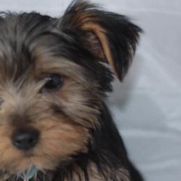 Yorkshire Terriers from PaWfectionBesties