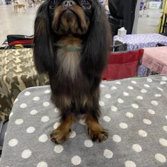 Emery - English Toy Spaniel