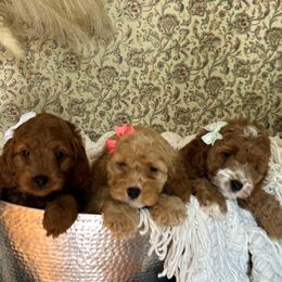 Cockapoo puppies from DoodleForever