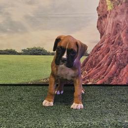Boxer Puppies from Puppy Patch