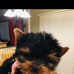 Yorkshire Terrier Puppies from Chikito's Yorkies