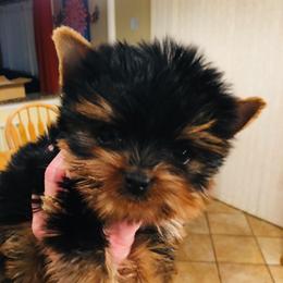 Yorkshire Terrier Puppies from Chikito's Yorkies