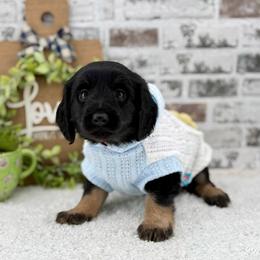 Mike-Non furnished - Phantom male Goldendoodle puppy in Taylor, Michigan from Mi Best Doodle Ever, LLC