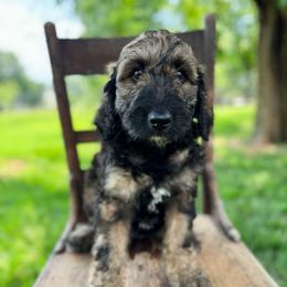 Biscotti - Sable female Bernedoodle puppy in Aubrey, Texas from Four Willows Farm