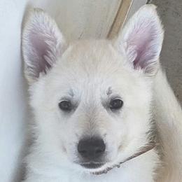 Boy 3 - White male German Shepherd puppy in Tonopah, Nevada from Mercy's White Shepherds