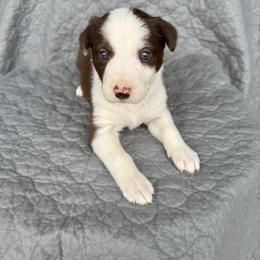 Girl 3 - Red female Border Collie puppy in Centerville, Washington from Forthright Farms