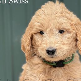 Brown Swiss - Goldendoodle puppy in Lancaster, Minnesota from North Star Dog Training