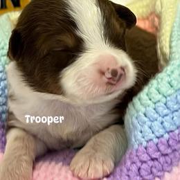 Trooper - Red tri-color male Australian Shepherd puppy in Magee, Mississippi from Paint ByNumbers Ranch