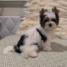Fancy - Black tan and white female Biewer Terrier puppy in Rocklin, California from Precious Jewels Biewer Terriers