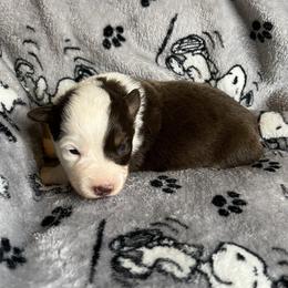 Red Tri Female with Blue Eyes - Red tri female Miniature Australian Shepherd puppy in Taunton, Massachusetts from Checkered Flag Champions Mini Aussies