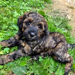 Pebble - such a sweet boy - Black male Goldendoodle puppy in Chattanooga, Tennessee from Hilltop Cuddle Pups