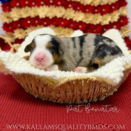 Pat Benatar - Blue merle female Bernedoodle puppy in Austin, Texas from Boutique Bernedoodles & Co.