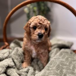 Charlie Brown - Apricot male Cavapoo puppy in Englewood, Ohio from Hart’s Cavapoos