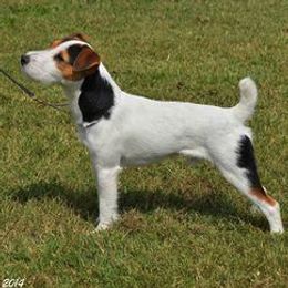 Jack Russell Terriers from Winslow Farms Jack Russell Terriers