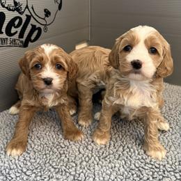 Chia - Red and white female Cockapoo puppy in Roseville, California from Darby Park Doodles