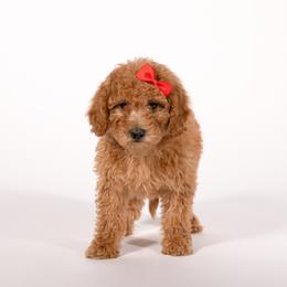 Gouda - Apricot female Goldendoodle puppy in Payson, Utah from Country Sky Doodles