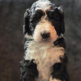 Australian Mountain Doodle Puppies from Tulsa Australian Moutain Doodles