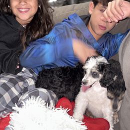 Dalmatian and Poodle Puppies from Exquisite Dalmatians & Standard Poodles