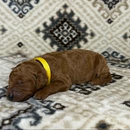 Yellow Collar Female - Apricot female Goldendoodle puppy in Pasadena, Texas from Knightsbane Standard Poodles