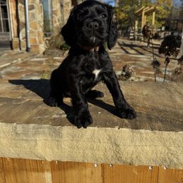 Brown Collar - Black male English Cocker Spaniel puppy in Ohatchee, Alabama from Otter Creek Kennels