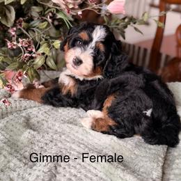 Gimme - Tri-color female Bernedoodle puppy in Royse City, Texas from Platinum Bernedoodles of Texas