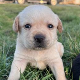 Dolly - Yellow female Labrador Retriever puppy in Garnett, Kansas from Timberland Creek Labradors