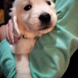 Hot Pink - Light golden female Golden Retriever puppy in Madison, Ohio from Heckmans English Cream Golden Retrievers