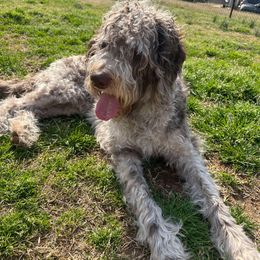 Labradoodle All Grown Up from Maple Bakin’ Doodles