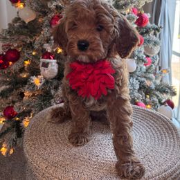 Nova - Red  female Goldendoodle puppy in Fort Myers, Florida from Gandy’s Tails of Joy