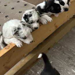 Border Collie Puppies from Roaring River Border Collies