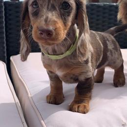 Dachshund Puppies from Appalachian Dachshunds