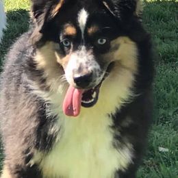 Bessie - Toy Australian Shepherd