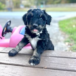 Aussiedoodle Puppies from A Dose Of Doodle
