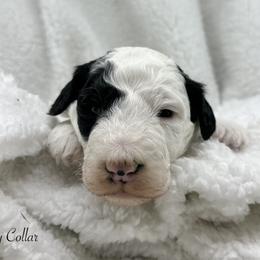 Grey collar - Black and white male Sheepadoodle puppy in Thornville, Ohio from Four Front Doodles & Friends